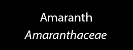 Amaranth Family