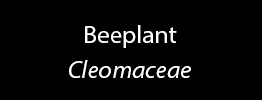 Beeplant Family