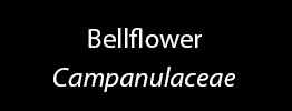 Bellflower Family