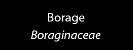 Borage Family