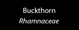 Buckthorn Family