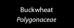 Buckwheat Family