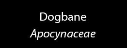 Dogbane Family