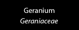 Geranium Family
