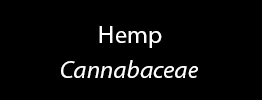 Hemp Family