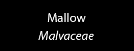 Mallow Family