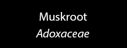 Muskroot Family