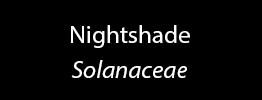 Nightshade Family