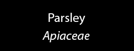 Parsley Family