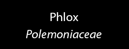 Phlox Family