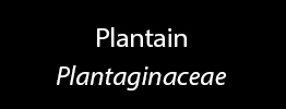 Plantain Family