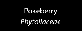 Pokeberry Family