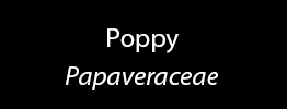 Poppy Family