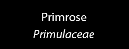 Primrose Family