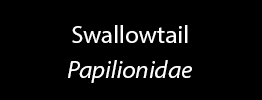 Swallowtail Family