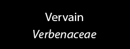 Vervain Family