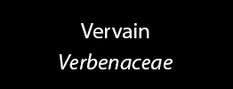 Vervain Family