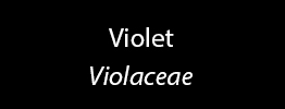 Violet Family