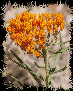 Butterfly Weed