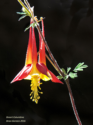 Desert Columbine