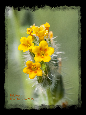 Fiddleneck