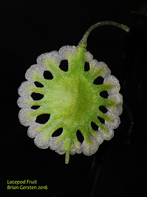 Lacepod Fruit