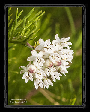 Pineleaf Milkweed
