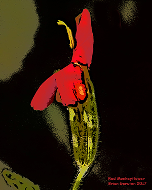 Red Monkeyflower
