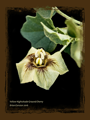 Yellow Nightshade Groundcherry