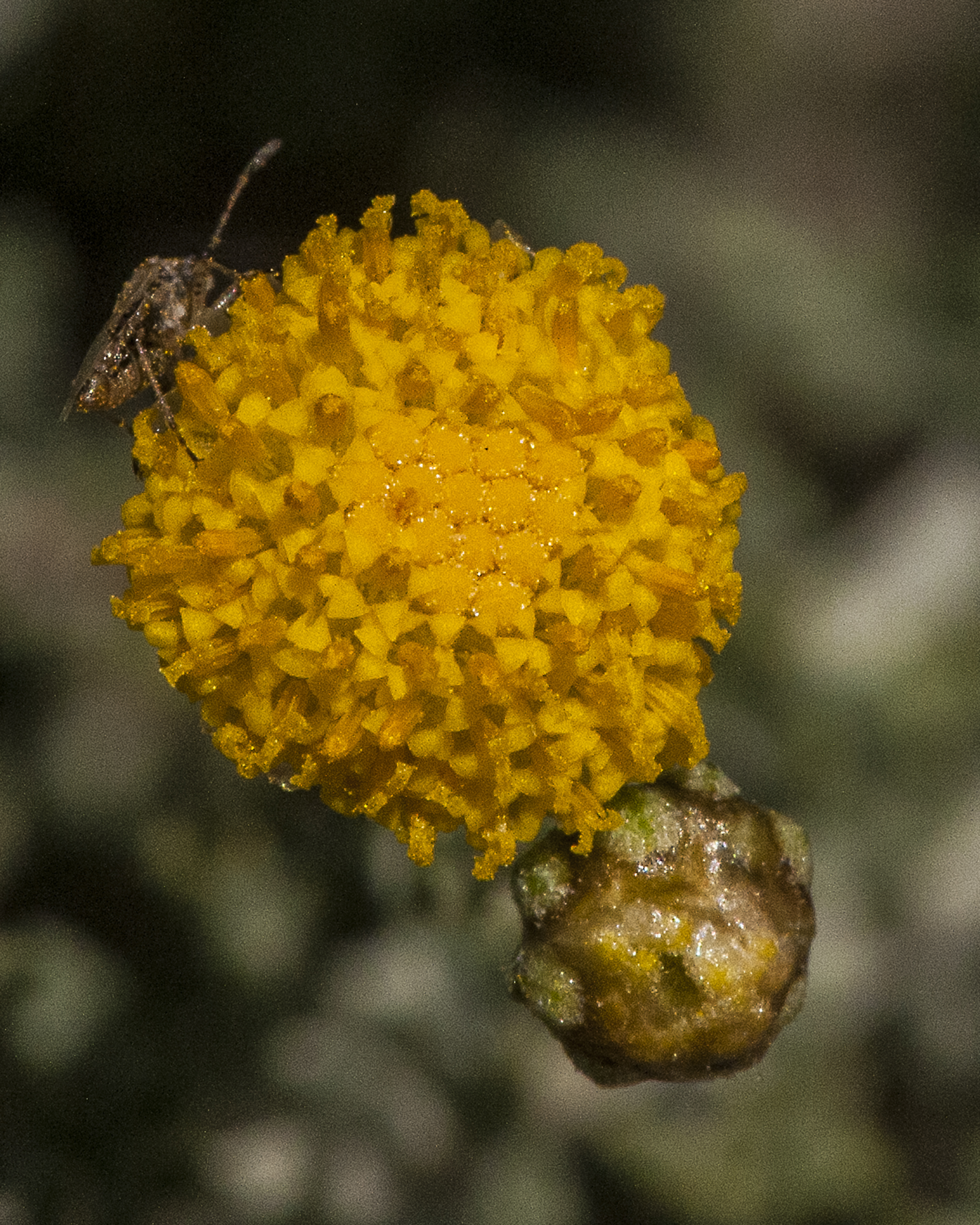 African Sheepbush Flower