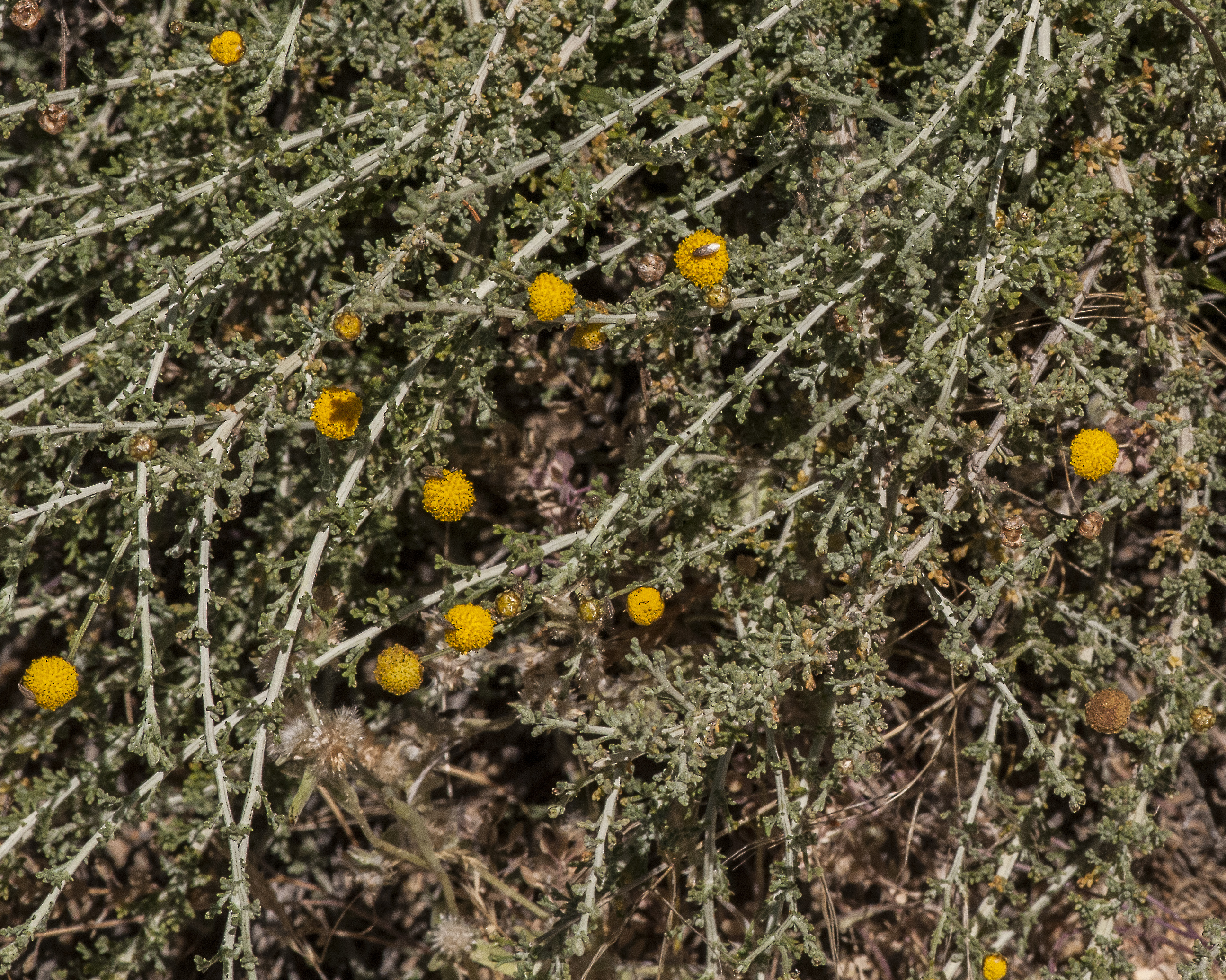 African Sheepbush Flower