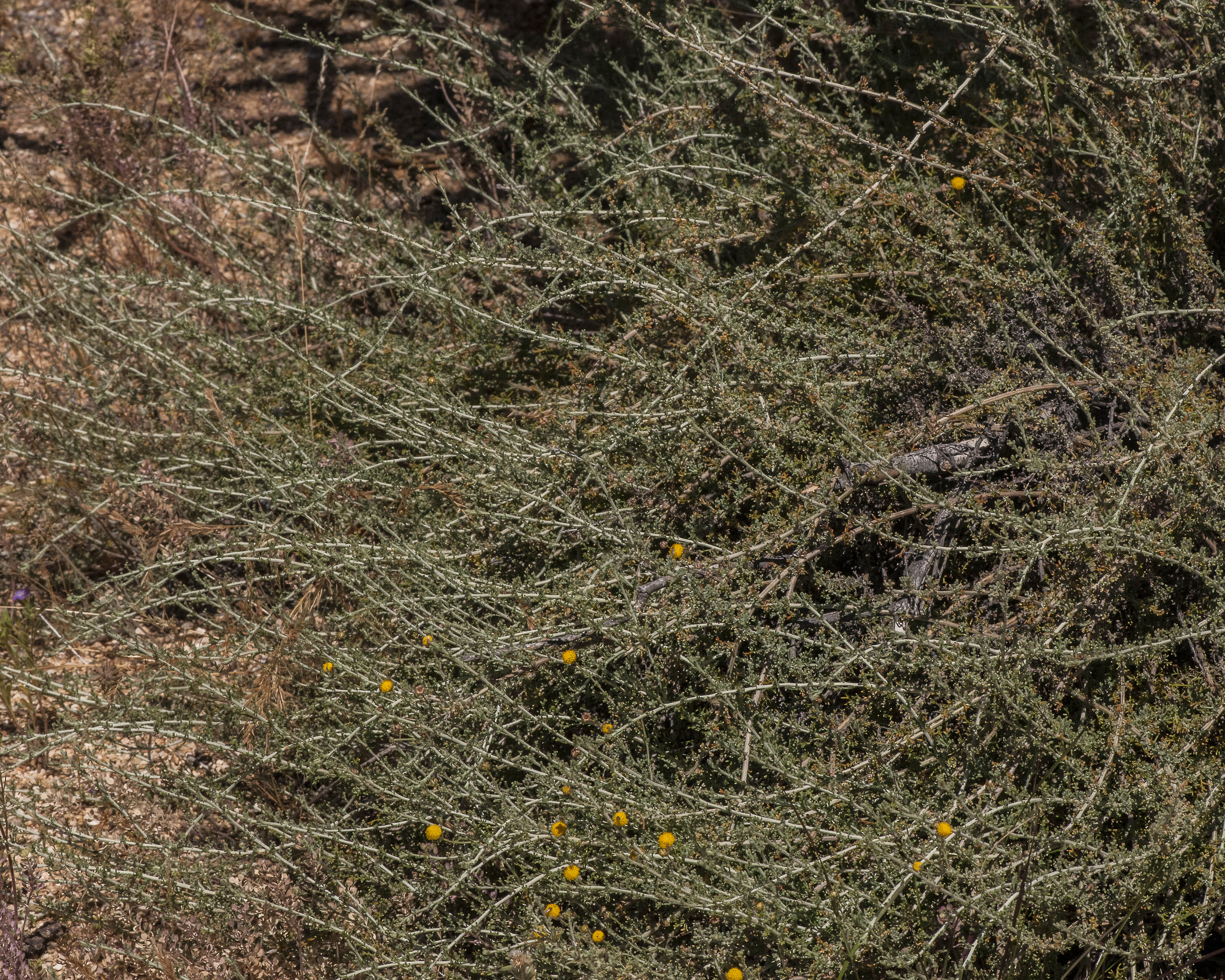 African Sheepbush Plant