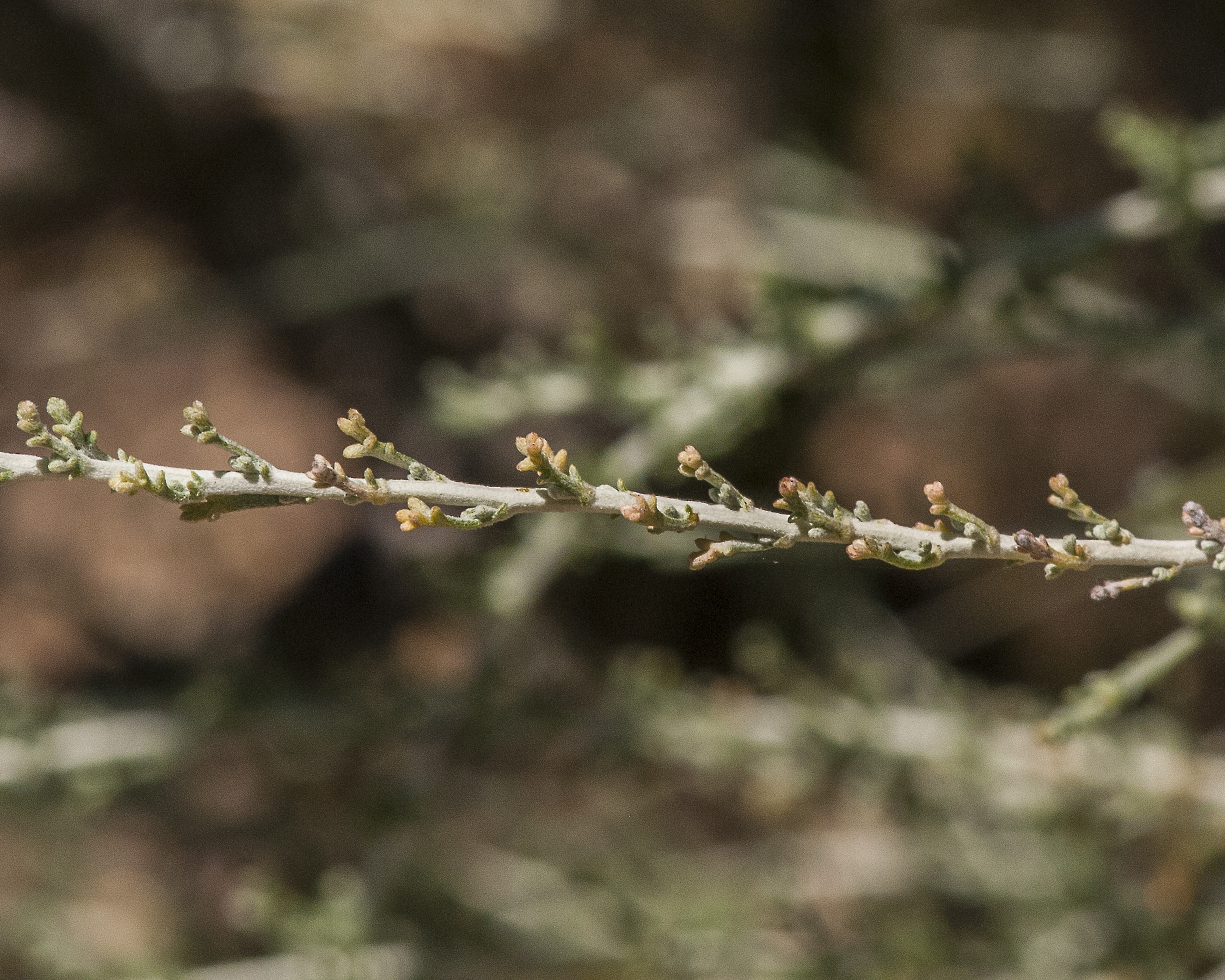 African Sheepbush Stem
