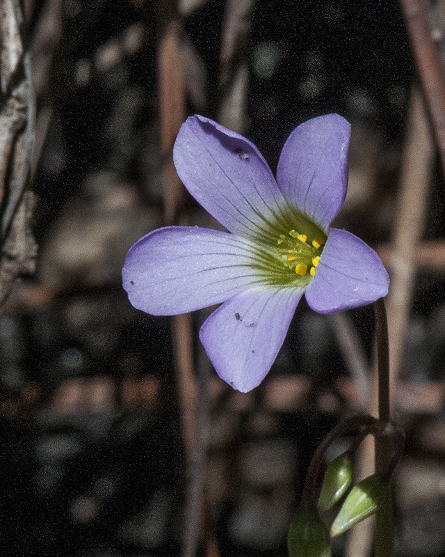Alpine Wood Sorrel Flower