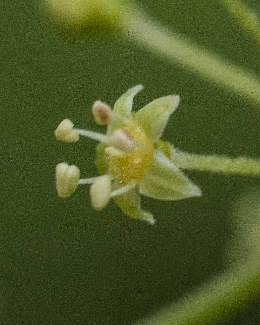 American Spikenard Flower