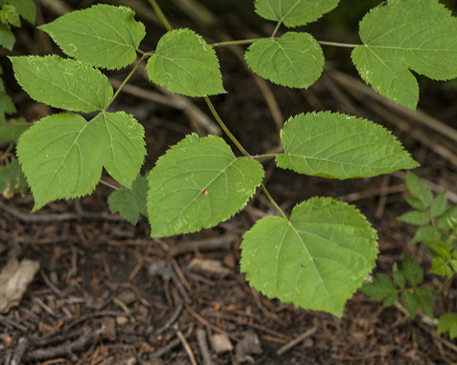 American Spikenard Leaves