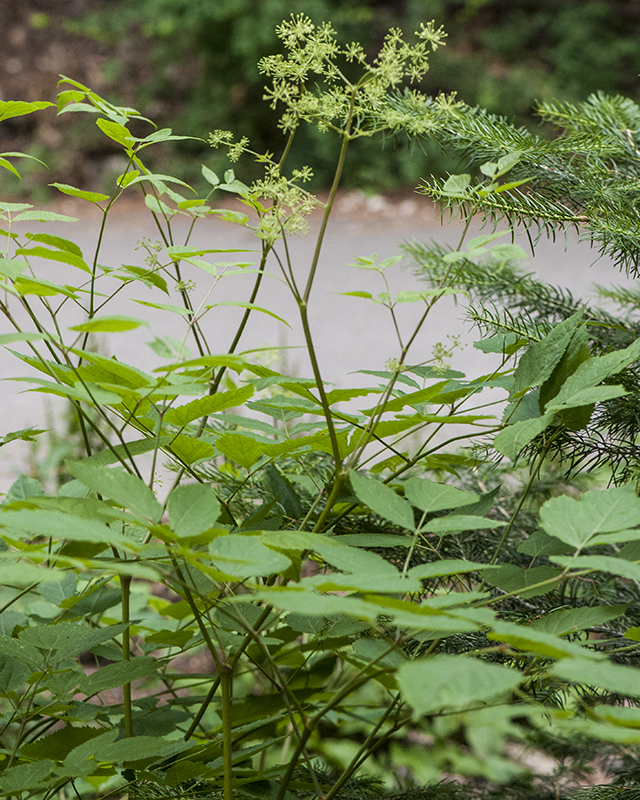 American Spikenard Plant