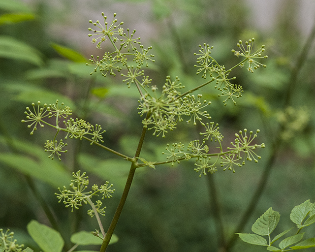 American Spikenard Stem