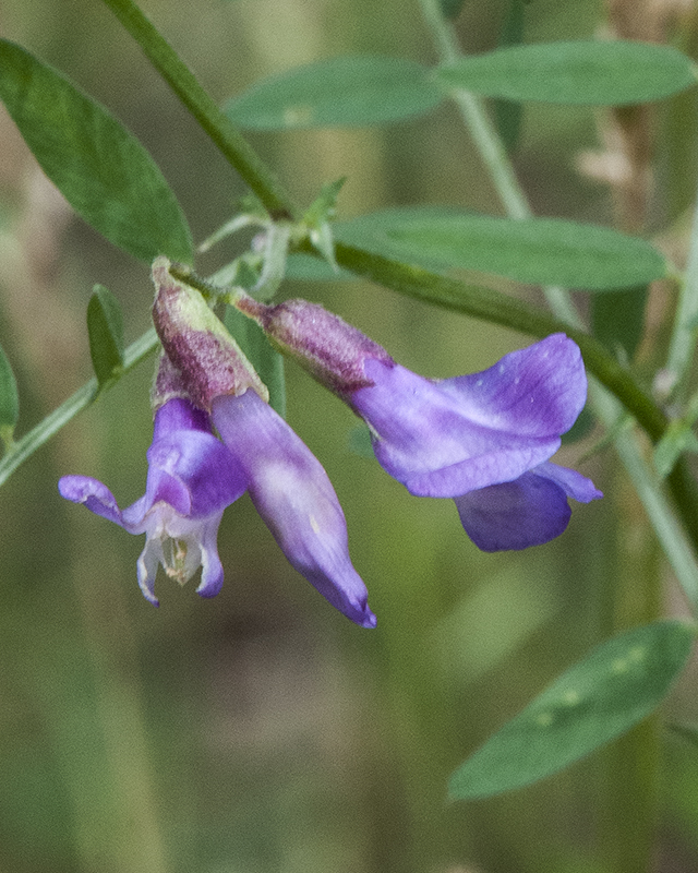 American Vetch Flower