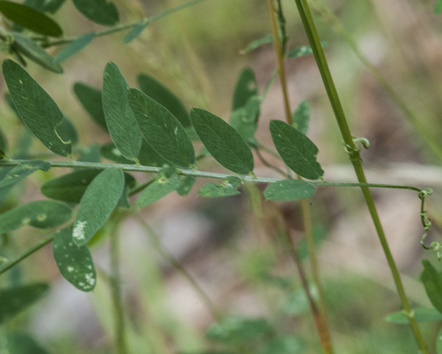 American Vetch Leaves