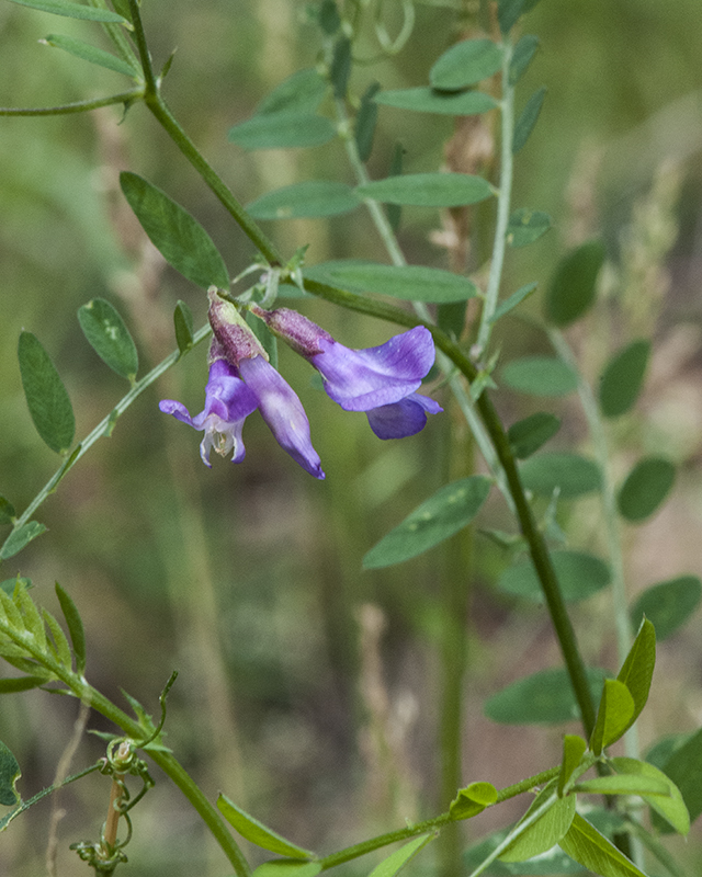 American Vetch Stem