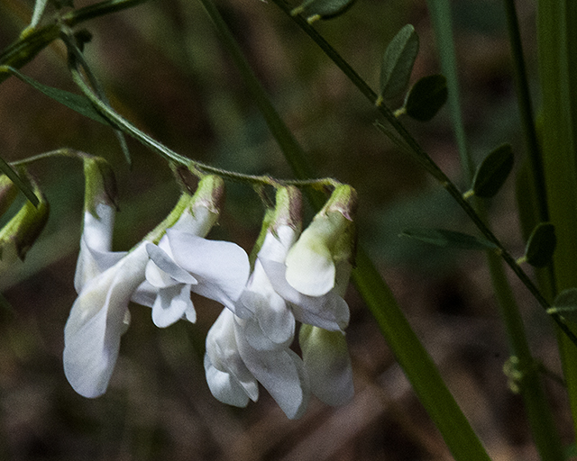 American Vetch Flower