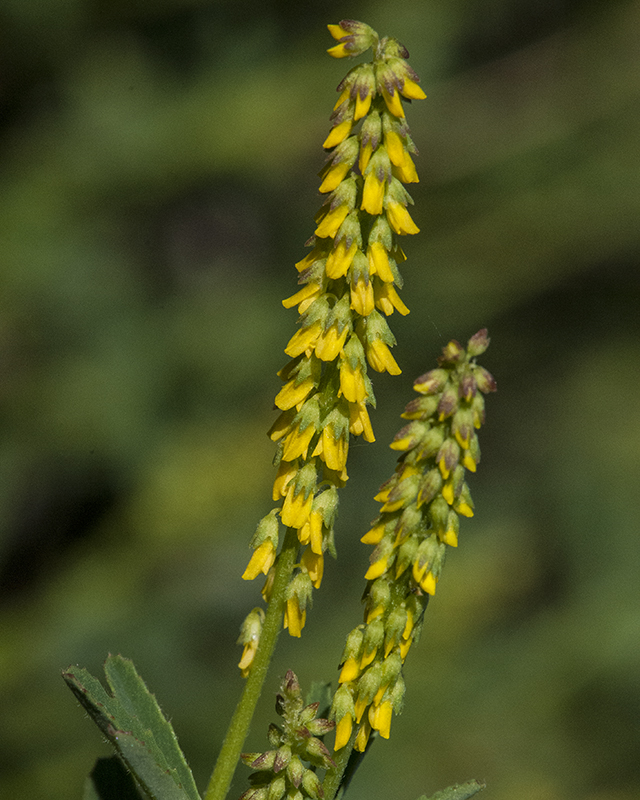 Annual Yellow Sweetclover