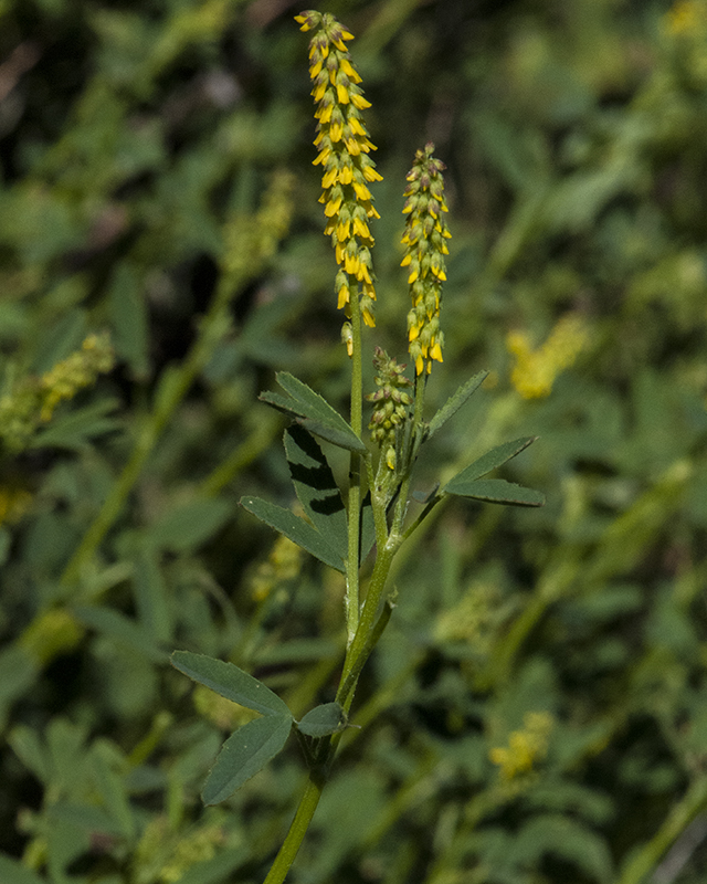 Annual Yellow Sweetclvoer Leaves