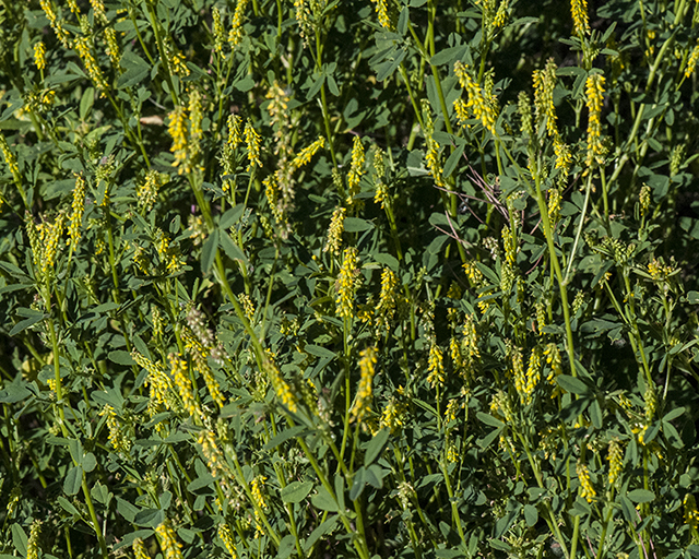 Annual Yellow Sweetcover Plant