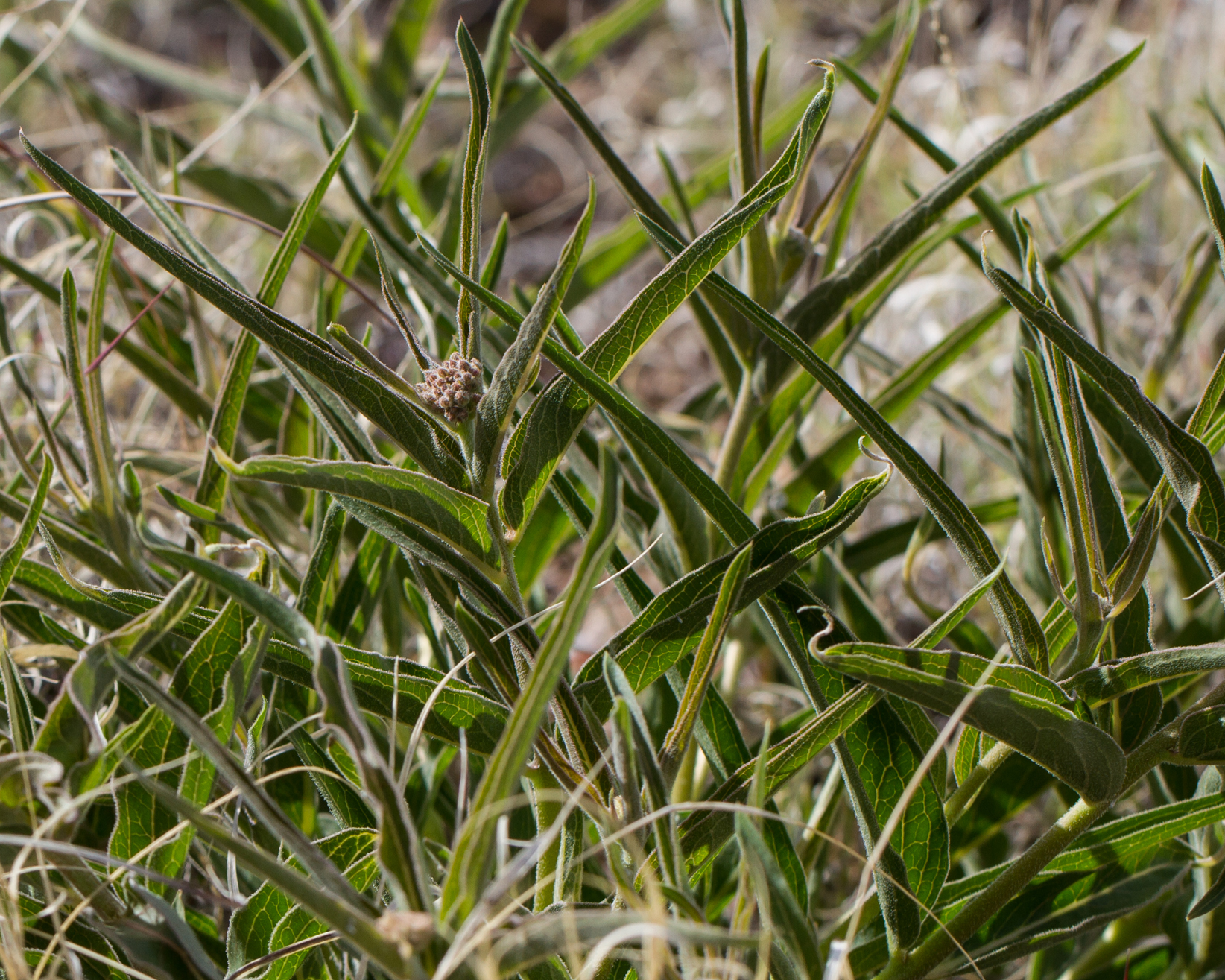 Antelopehorn Milkweed Plant