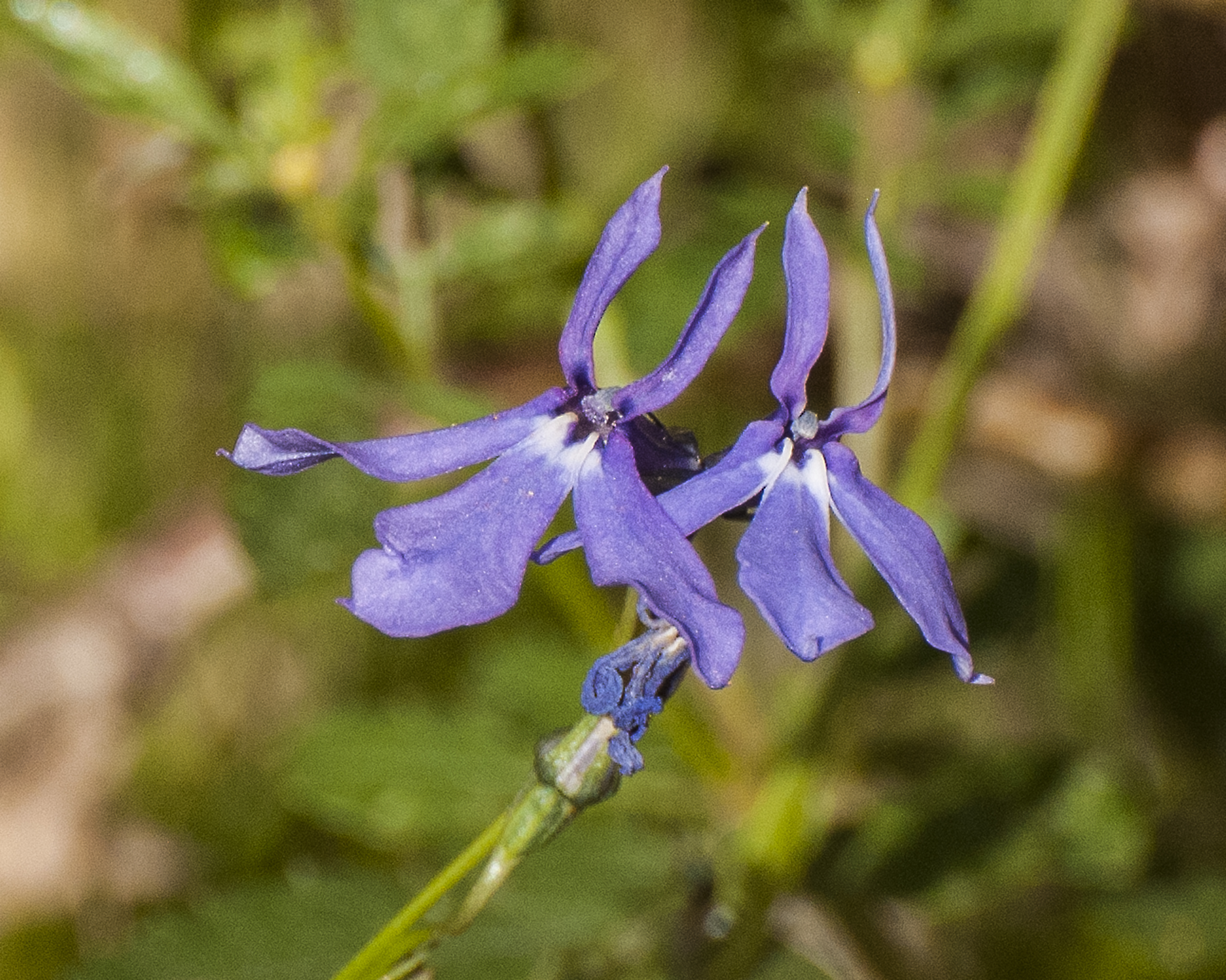 Apache Lobelia Flower