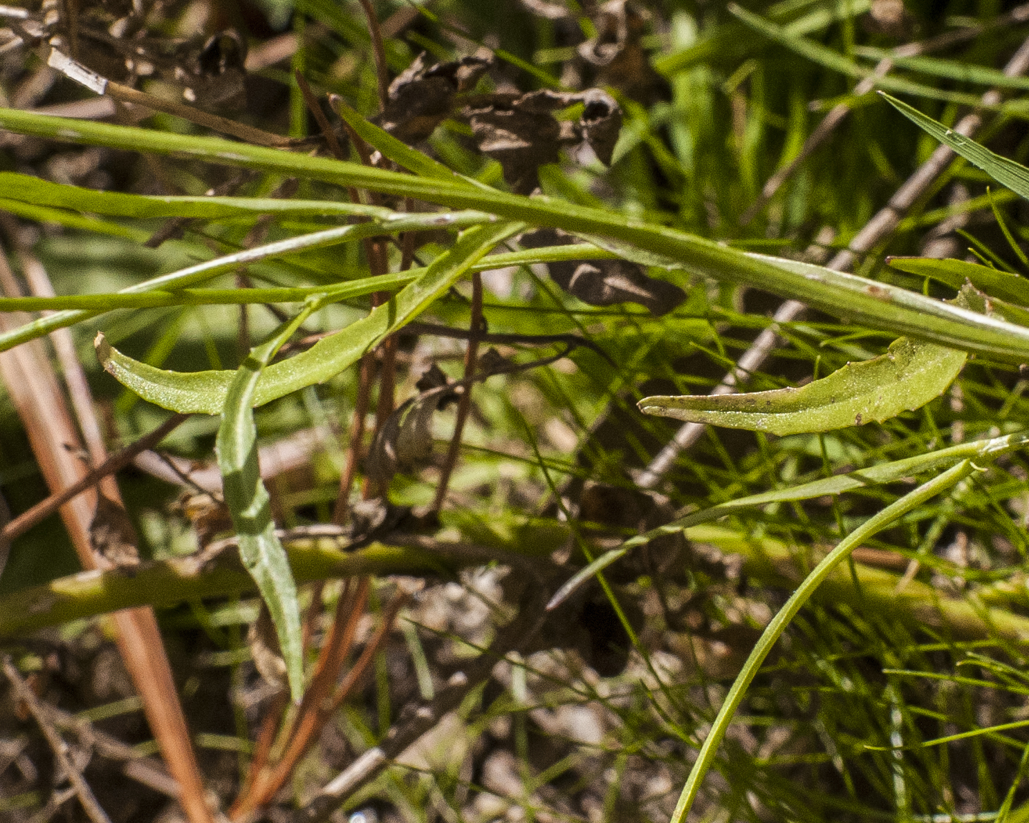 Apache Lobelia Leaves