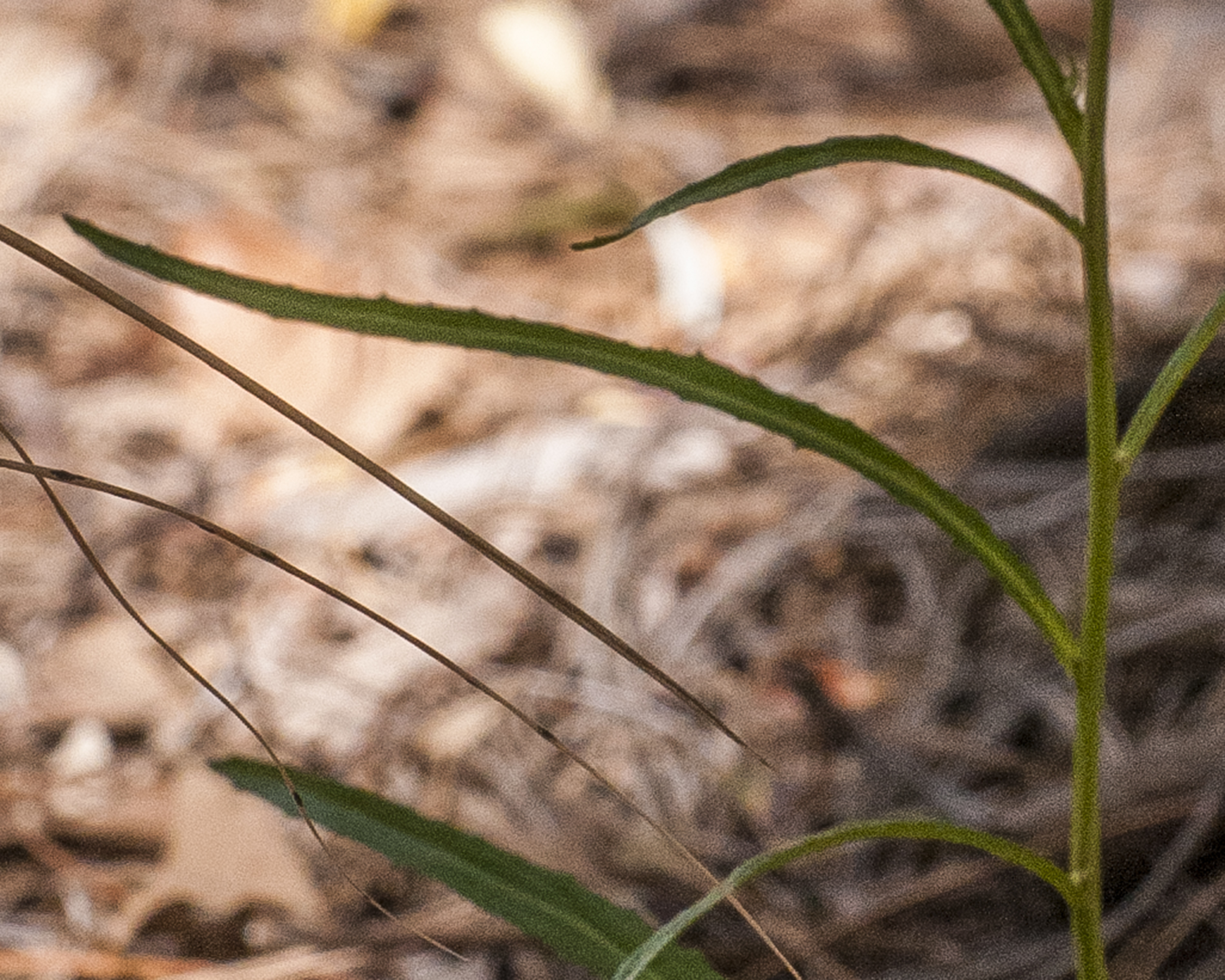 Apache Lobelia Leaves