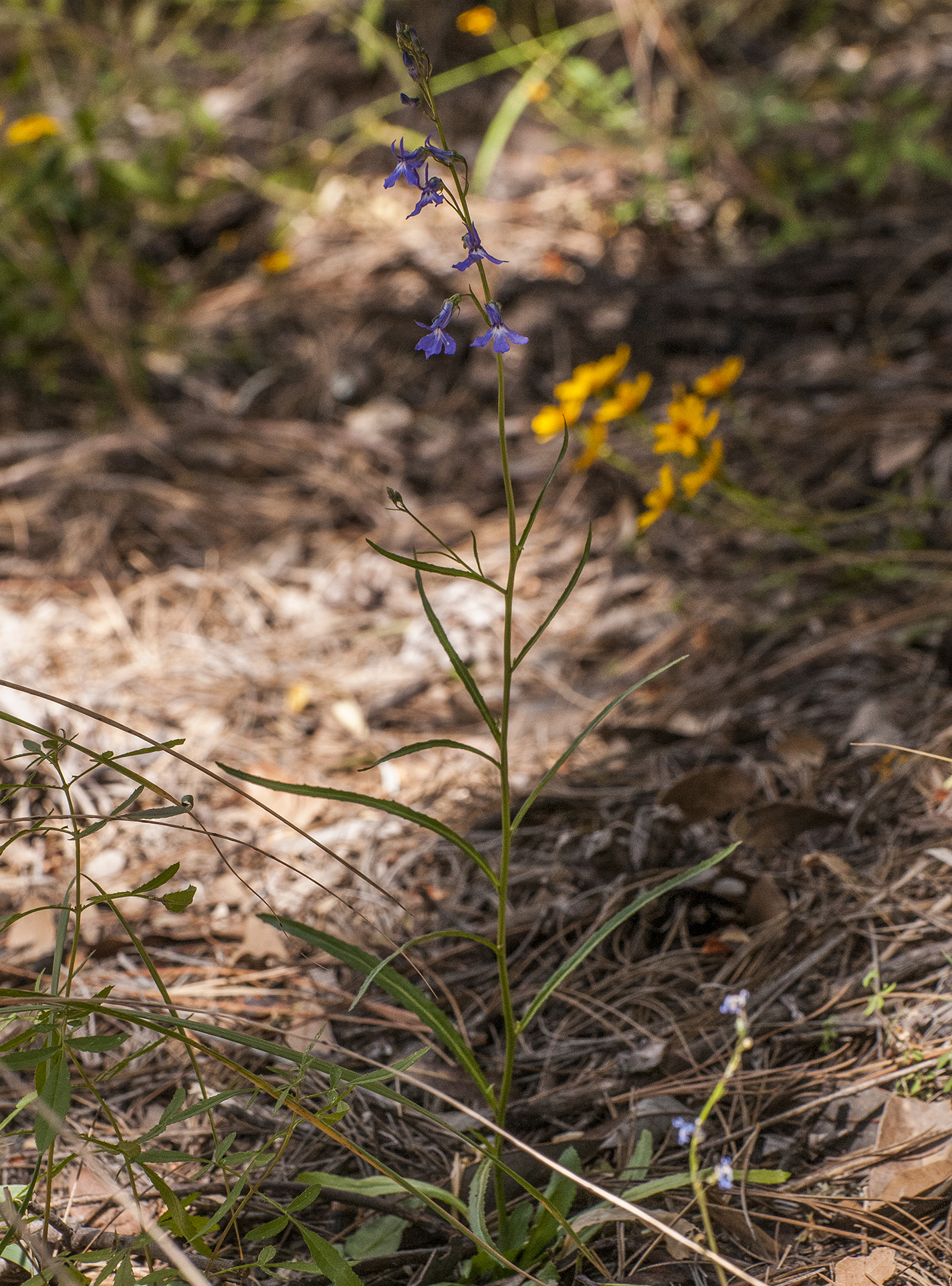 Apache Lobelia Plant